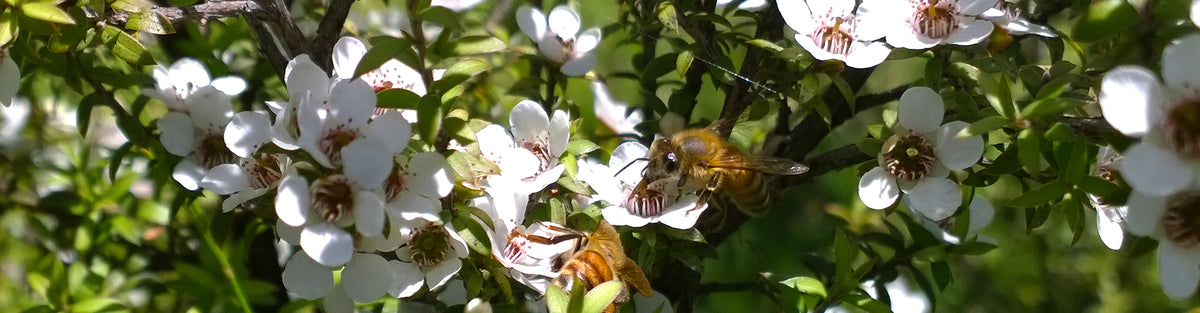 Avatar New Zealand Manuka Honey