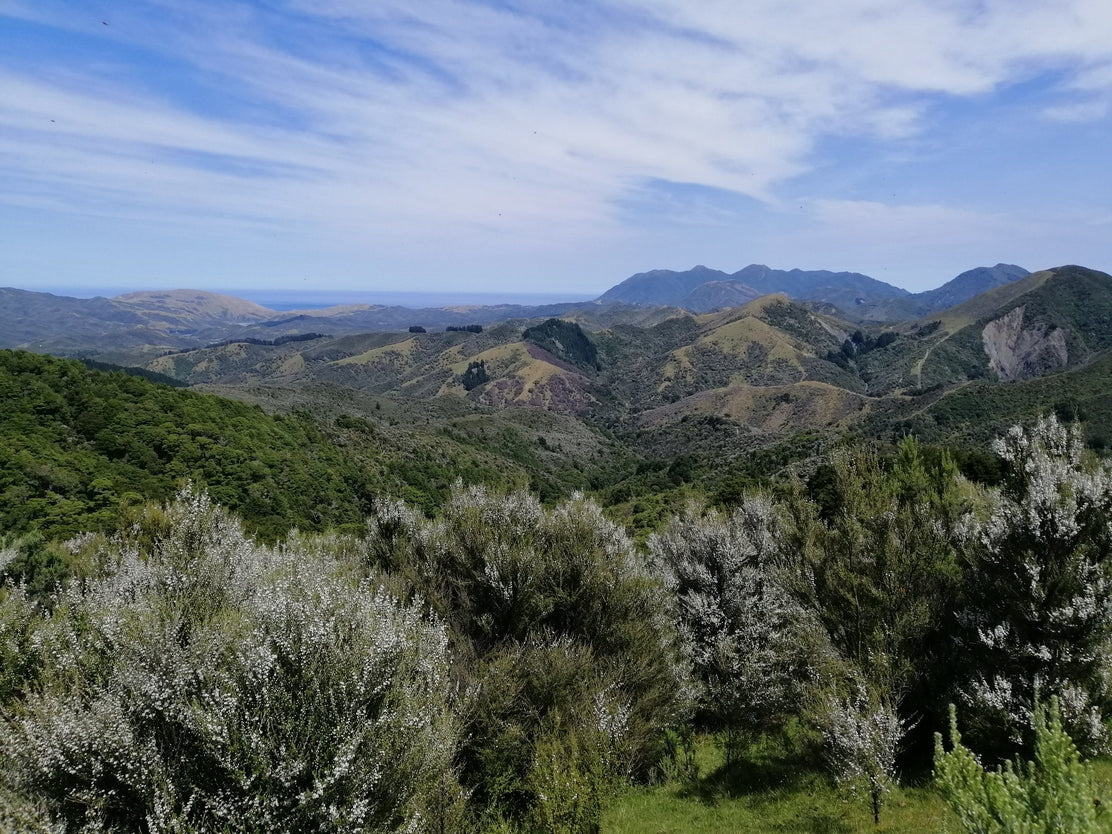 2020 Manuka Honey Season Update