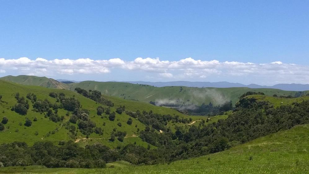 Avatar Manuka Honey Batch ID 1120517 Hive Location Finlyson hill top