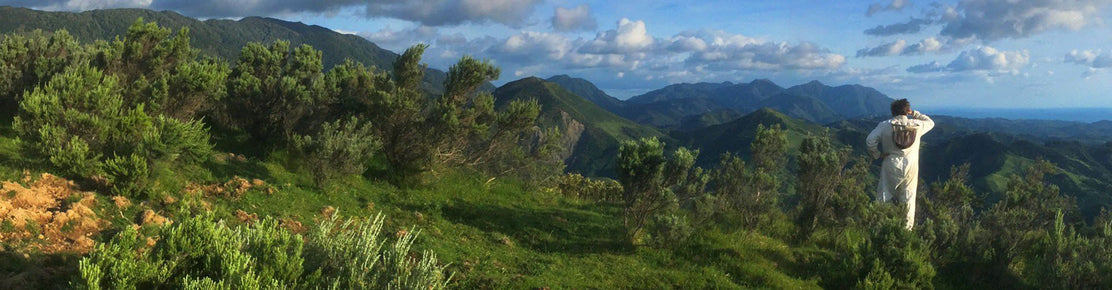Avatar Manuka Honey Batch ID 942123 Hive Location Te Awaiti